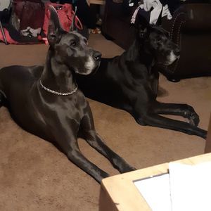 Meet your Posher, Linda